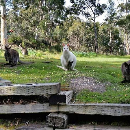 The Stone Cottage - Bruny Island Simpsons Bay 外观 照片